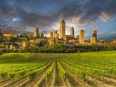 View of San Gimignano's skyline from the Vernaccia vineyards