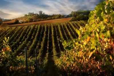 Rolling vineyards