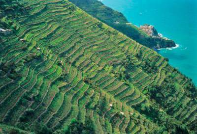 Breathtaking terraced cultivations overlooking the sea at Cinque Terre